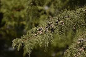 Image result for Cupressus torulosa