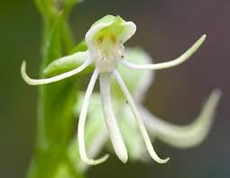 Image result for Habenaria schimperiana