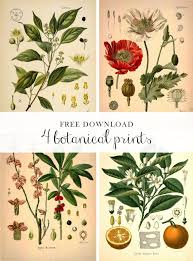 Black And White Botanical Prints Free Forest Dreams Free Botanical Prints Botanical Prints Botanical Prints Free Vintage Botanical Prints