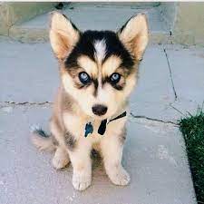 Pin De Michelle Davis En Creatures Perros Y Cachorros Lindos Perros Husky Bebes Mascotas Bonitas