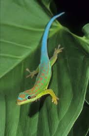 Blue Tailed Day Gecko In Madagascar Cute Reptiles Cute Lizard Lizard