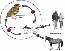 West nile virus questions are answered in this article. Big Step Towards Predicting West Nile Virus Transmission Risk By Combining Citizen Science And Phylogenetic Imputation Bugbitten