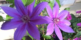 It starts to bloom in the spring and continues right through to early fall. Is It Clem A Tis Or Clem A Tis Backbone Valley Nursery