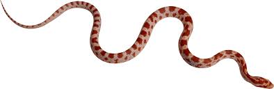 Snake png image, free download png picture snakes png for free download. Download Red Snake Png Image For Free