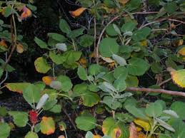 Image result for Melianthaceae