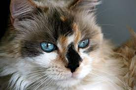 Are There Male Calico Cats