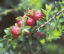 Image result for Pteronia mucronata