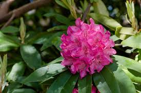 Piccoli fiori campanulati bianco rosati che acquistano tonalità di rosa più carico in autunno.la fioritura estiva, tipica delle abelie, si protrae fino. Le 10 Piante Piu Belle Di Dicembre