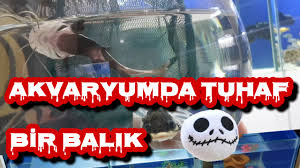 Akvaryum Kedi Baligi