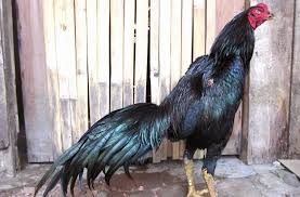 Download Gambar Ayam Jago Gambar Ayam Bangkok Aduan Hitam Jragem Ayambangkok Net 2019 Download Video Ayam Pakhoy Menoreh Breeder P Ayam Bangkok Ayam Jantan