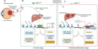 Image result for nemoci u%u0161  u ps%u016F