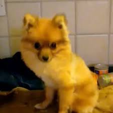 Located in kinzers, pa and shrewsbury, pa, we're here to help you find your perfect puppy! The Pet Farm Home Facebook