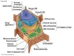 Appendage that propels the cell. 06 Lecture Biol 1010 30 Gillette College