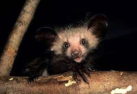 Adorable Baby Aye Aye Sooooo Adorable Cute Animals Animals Aye Aye