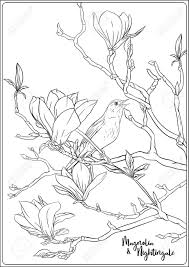 Magnolia coloring pages to print. Magnolia Tree Branch With Flowers And Nightingale Coloring Page Royalty Free Cliparts Vectors And Stock Illustration Image 133099370