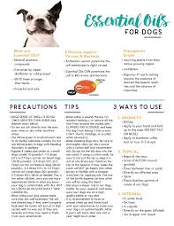 Essential Oils For Dogs Tear Pad Essential Oils Dogs Are Essential Oils Safe Oils For Dogs