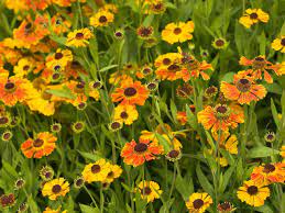 The longest summer blooming perennials will bloom from spring through summer and into fall. Plants That Are At Their Best In August Saga
