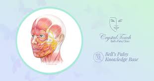 Go back to see a gp if there are no signs of improvement after 3 weeks. About Bell S Palsy And Its Recovery Crystal Touch Bell S Palsy Clinic