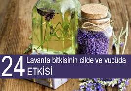 Mucize Bitki Lavantanin Cilt Sac Ve Saglik Icin 24 Etkisi Bitki Lavanta Saglik