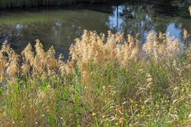 Image result for Phragmites mauritianus