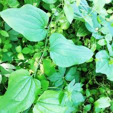 Image result for Smilax  tamnoides