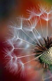 Photography Macro Flowers Dandy 54 Ideas For 2019 Macro Flower Macro Photography Plant Photography