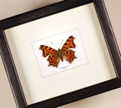 Image result for Polygonia c-album