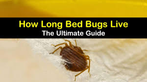 We did not find results for: How Long Bed Bugs Live The Ultimate Guide