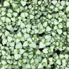 Are there any problems with spotted dead nettles? Lamium Maculatum Ghost Ghost Dead Nettle Ghost Spotted Deadnettle Plant Lust