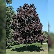 We did not find results for: Maple Tree Crimson King B B 2 5 Caliper Alsip Home Nursery