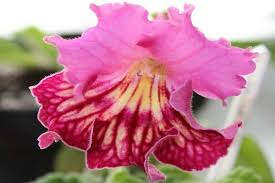 Image result for Streptocarpus glandulosissimus