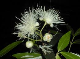 Image result for Syzygium jambos