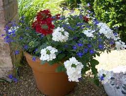 Always make sure the container you use has drainage holes. Garden Take Over With Red White And Blue Blue Flowers Garden White And Blue Flowers July Flowers