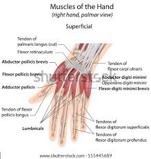 Download scientific diagram | tendon structure and composition. Shutterstock Puzzlepix