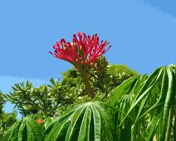 Image result for Jatropha multifida