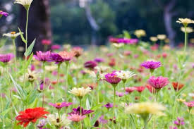Alles wächst und gedeiht ganz prächtig, dem. Der Garten Im August Tipps Zur Garten Arbeit