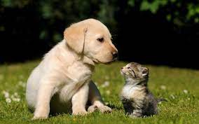 Cats And Dogs Wallpapers Pets Cute And Docile 1600 1000 Cats And Dogs Wallpapers 56 Wallpapers Cute Puppies And Kittens Kittens And Puppies Kittens Cutest