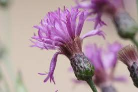 Image result for Vernonia natalensis