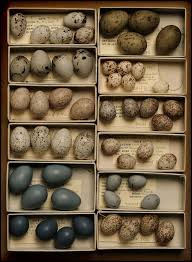 Real Bird Eggs For Sale Many Of The Most Perfect Color Combinations Can Only Be Found In Nature These Are Music To My Soul Bird Eggs Eggs Birds