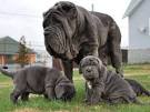 Neapolitan Mastiff - Price, Temperament, Life span
