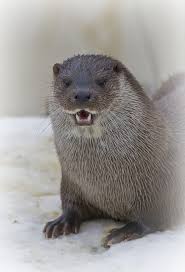 Frosty Morning Incredible Creatures Animals Friends Otters