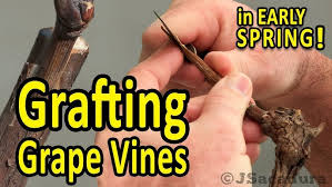 Image result for graft grape vines