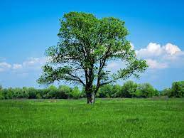 See more ideas about tree, pictures, beautiful tree. What Is The Difference Between A Tree And A Shrub