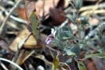 Image result for Duosperma quadrangulare