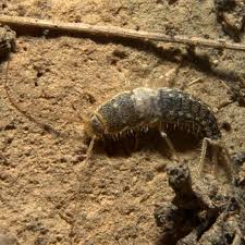 Verificați traducerile „insectă în rusă. AlÈ›i DÄƒunÄƒtori Servicii Ddd In Bucuresti Deratizare Dezinsectie Dezinfectie Dddnord