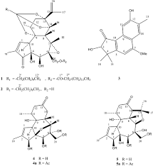 Image result for Neoboutonia