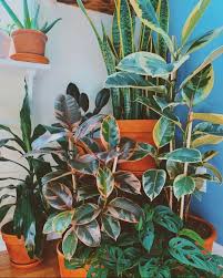 Pink rubber plant botanical name: Variegated Rubber Tree Care Guide That Planty Life