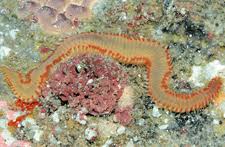 Image result for Polychaeta spp.