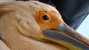 New orleans pelicans gear & apparel. 750 Pelicans Perish At Bird Park In Senegal