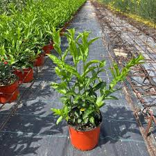 Image result for Cestrum nocturnum